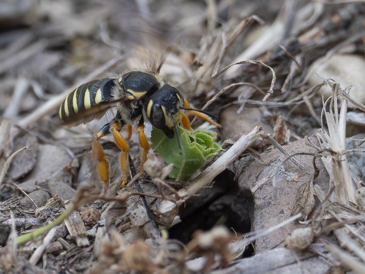 Trachusa sp (Leafcutter Bee).jpg